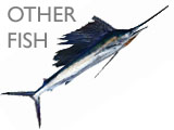 OTHER FISH