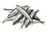 SARDINES